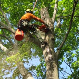 Tree Services